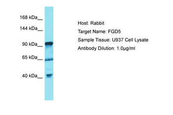 FGD5 Rabbit Polyclonal Antibody