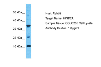 HIGD2A Rabbit Polyclonal Antibody