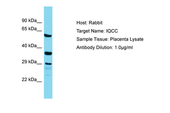 IQCC Rabbit Polyclonal Antibody