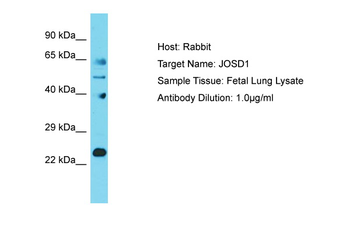JOSD1 Rabbit Polyclonal Antibody