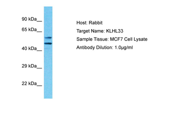 KLHL33 Rabbit Polyclonal Antibody