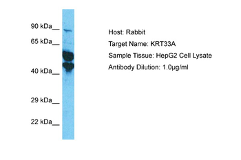 KRT33A Rabbit Polyclonal Antibody
