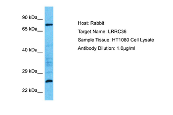 LRRC36 Rabbit Polyclonal Antibody