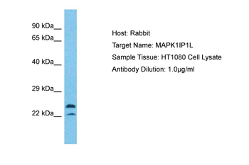 MAPK1IP1L Rabbit Polyclonal Antibody