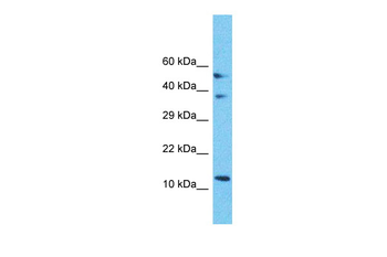 MRPS18C Rabbit Polyclonal Antibody