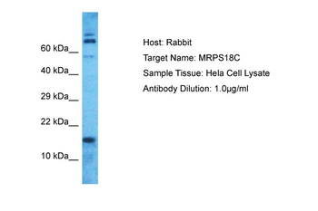 MRPS18C Rabbit Polyclonal Antibody