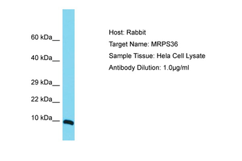 MRPS36 Rabbit Polyclonal Antibody