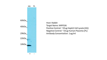 MRPS36 Rabbit Polyclonal Antibody