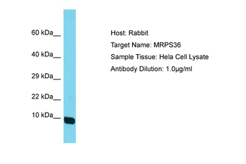 MRPS36 Rabbit Polyclonal Antibody