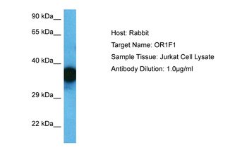 OR1F1 Rabbit Polyclonal Antibody