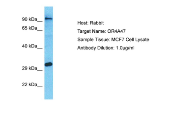 OR4A47 Rabbit Polyclonal Antibody