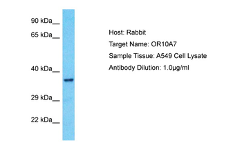 OR10A7 Rabbit Polyclonal Antibody