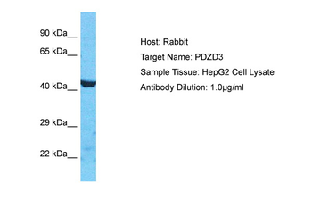 PDZD3 Rabbit Polyclonal Antibody