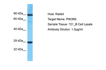 PIK3R6 Rabbit Polyclonal Antibody