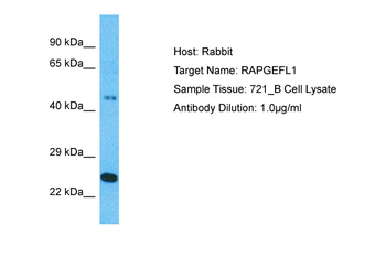 RAPGEFL1 Rabbit Polyclonal Antibody
