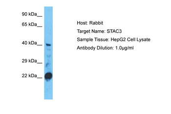 STAC3 Rabbit Polyclonal Antibody