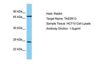 TAS2R13 Rabbit Polyclonal Antibody