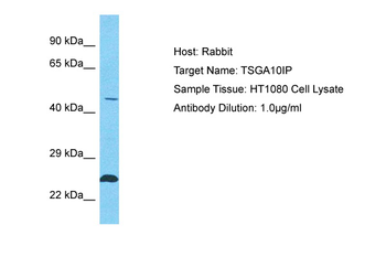 TSGA10IP Rabbit Polyclonal Antibody
