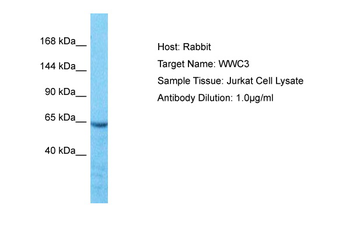 WWC3 Rabbit Polyclonal Antibody