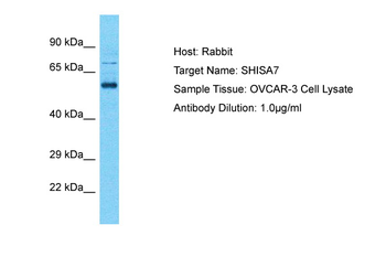 SHISA7 Rabbit Polyclonal Antibody