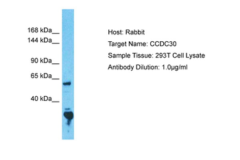 CCDC30 Rabbit Polyclonal Antibody