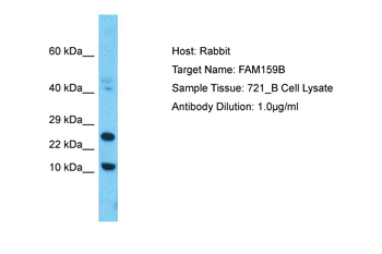 SHISAL2B Rabbit Polyclonal Antibody