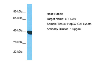 LRRC69 Rabbit Polyclonal Antibody