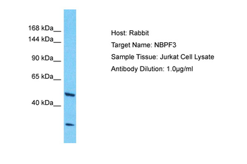 NBPF3 Rabbit Polyclonal Antibody