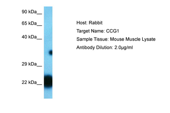 Cacng1 Rabbit Polyclonal Antibody