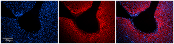 ARF6 Rabbit Polyclonal Antibody