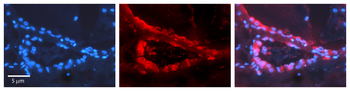 MAP2 Rabbit Polyclonal Antibody