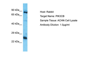 PIK3CB Rabbit Polyclonal Antibody