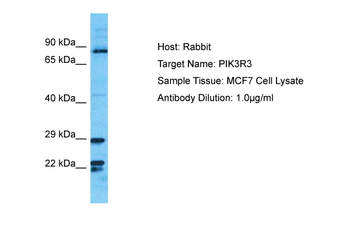 PIK3R3 Rabbit Polyclonal Antibody