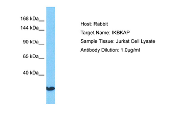 ELP1 Rabbit Polyclonal Antibody