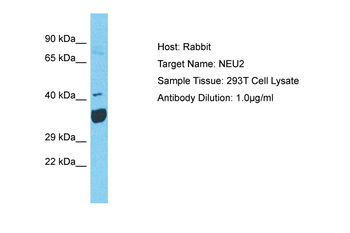 NEU2 Rabbit Polyclonal Antibody