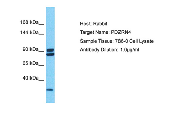 PDZRN4 Rabbit Polyclonal Antibody
