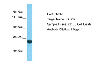 EXOC2 Rabbit Polyclonal Antibody