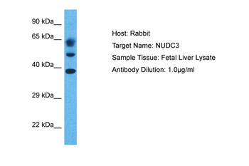 NUDCD3 Rabbit Polyclonal Antibody