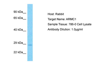 ARMC1 Rabbit Polyclonal Antibody