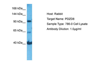 PDZD8 Rabbit Polyclonal Antibody