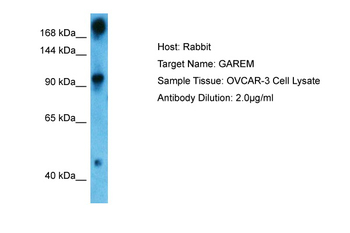 GAREM1 Rabbit Polyclonal Antibody