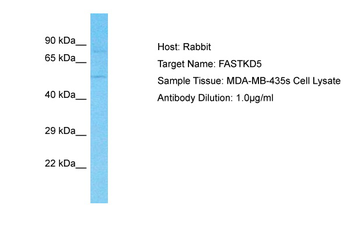 FASTKD5 Rabbit Polyclonal Antibody