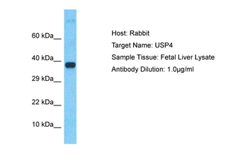 SSNA1 Rabbit Polyclonal Antibody