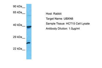 UBXN8 Rabbit Polyclonal Antibody