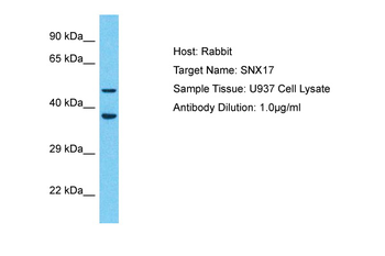 SNX17 Rabbit Polyclonal Antibody