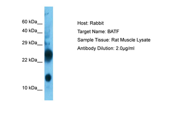 BATF Rabbit Polyclonal Antibody
