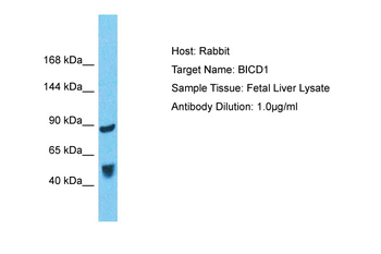 BICD1 Rabbit Polyclonal Antibody