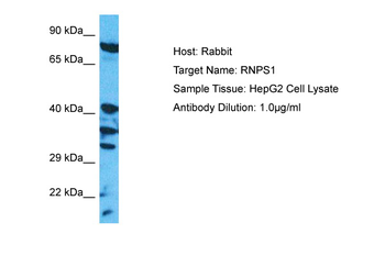 RNPS1 Rabbit Polyclonal Antibody