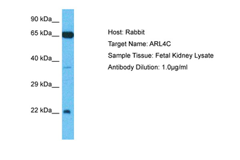 ARL4C Rabbit Polyclonal Antibody