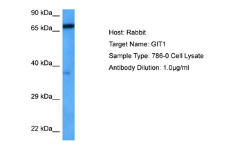GIT1 Rabbit Polyclonal Antibody
